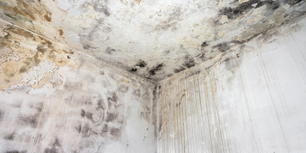 Pintar Fachadas de Casas Unifamiliares / Chalets Colmenar del Arroyo · Pintura Antihumedad / Antimoho para Humedades / Moho
